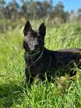 Cão para adoção (Boris)