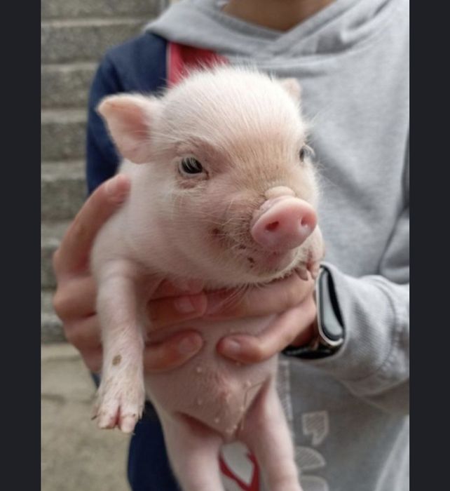 Porquinhos para venda