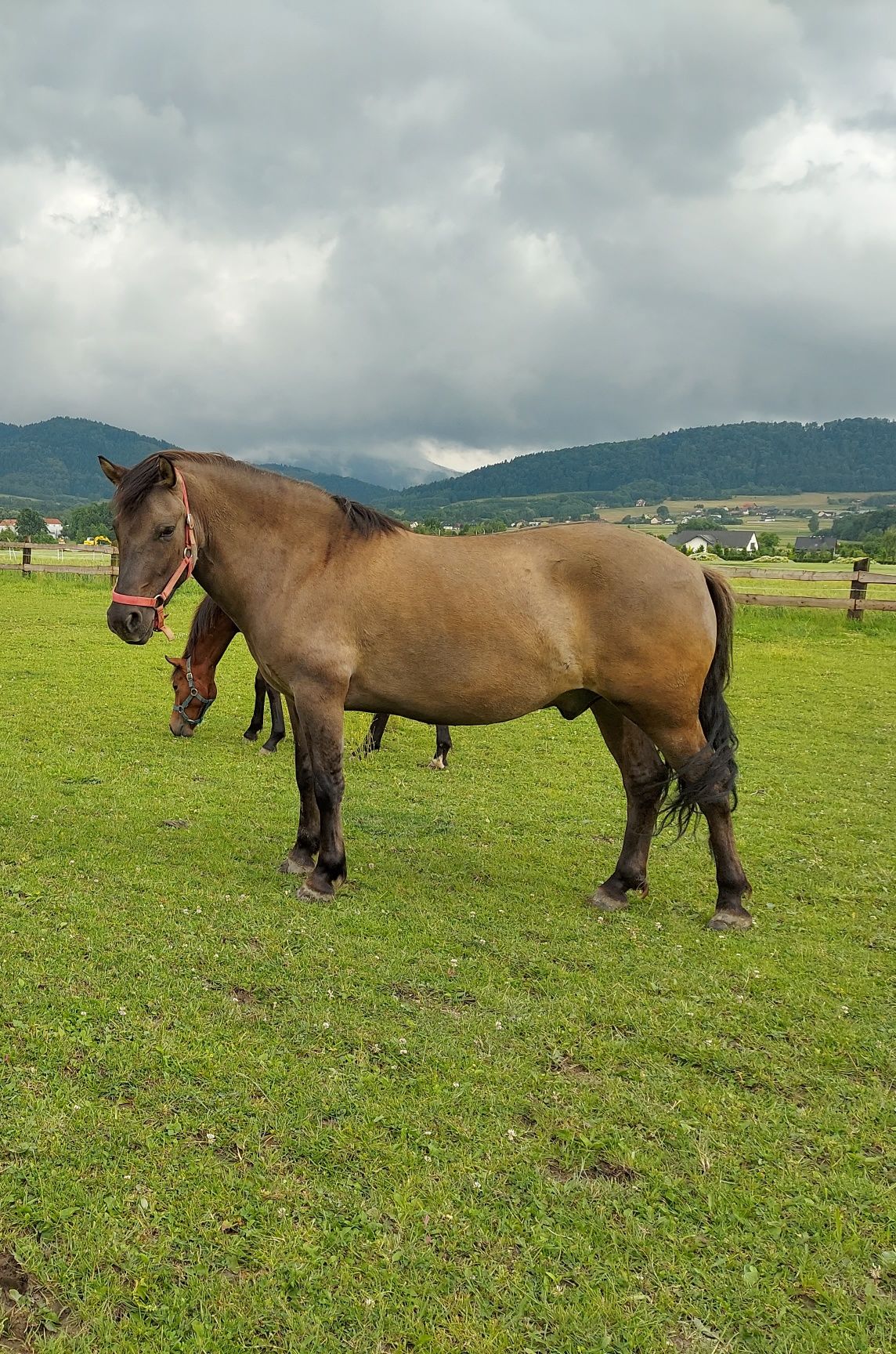 Konik polski dzierżawa