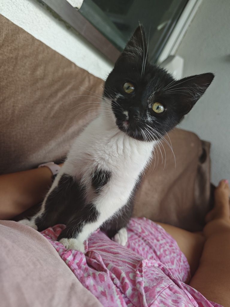 Kotek do oddania