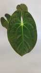 Anthurium Papillilaminum 'Special' – klejnot wśród egzotycznych roślin