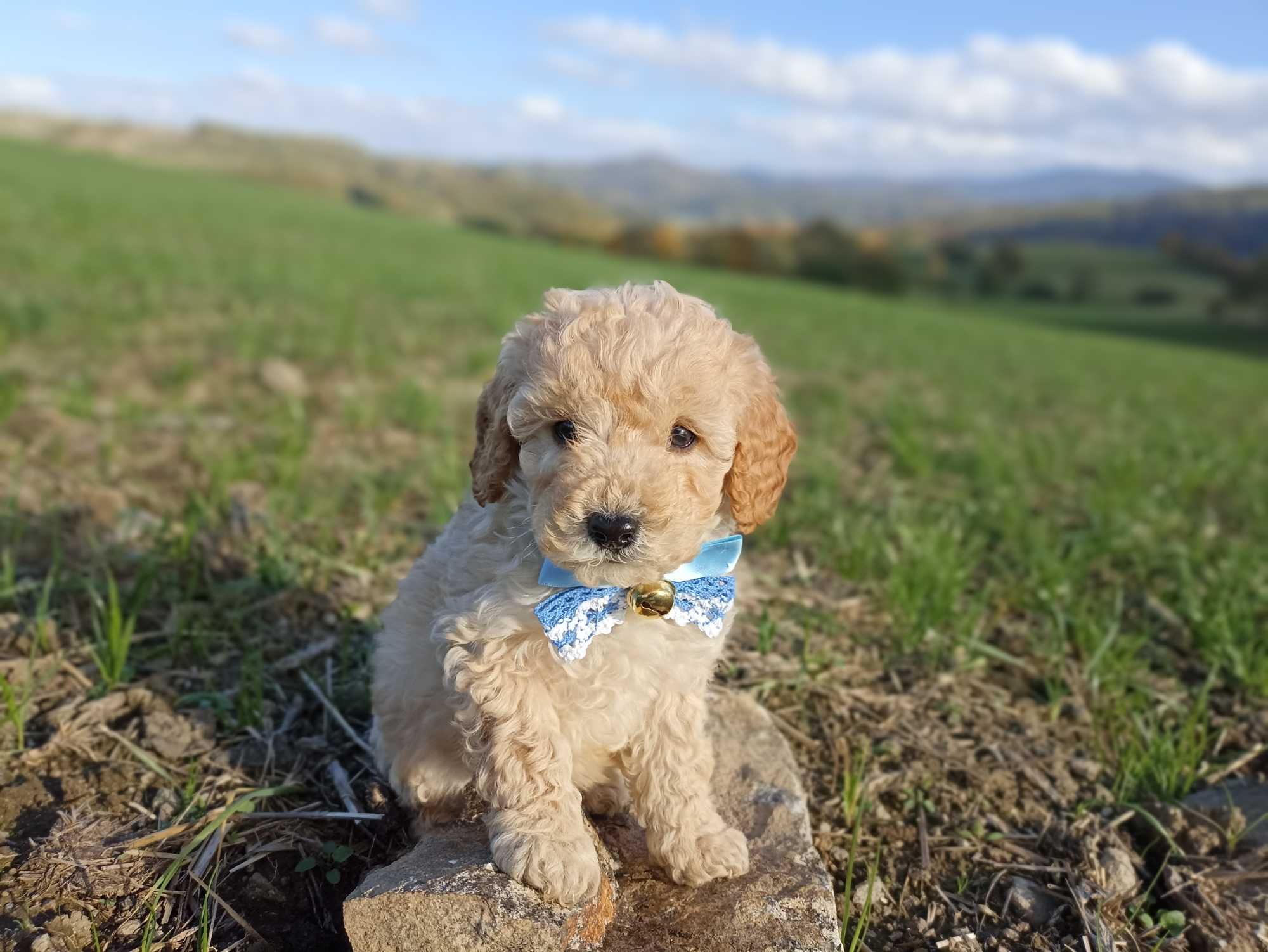 Pudel Miniaturowy gotowy do odbioru