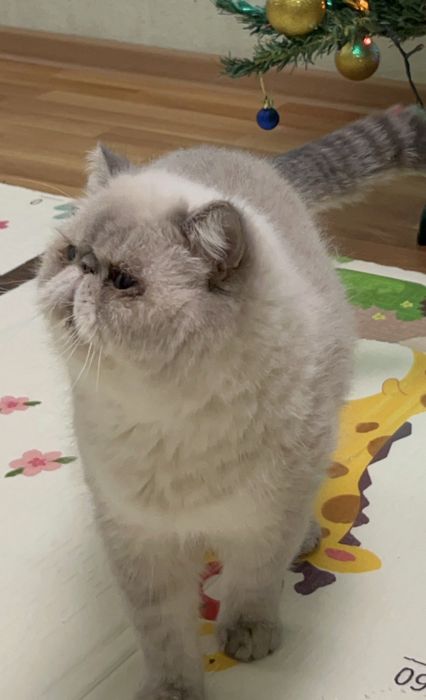 Віддам в люблячі руки