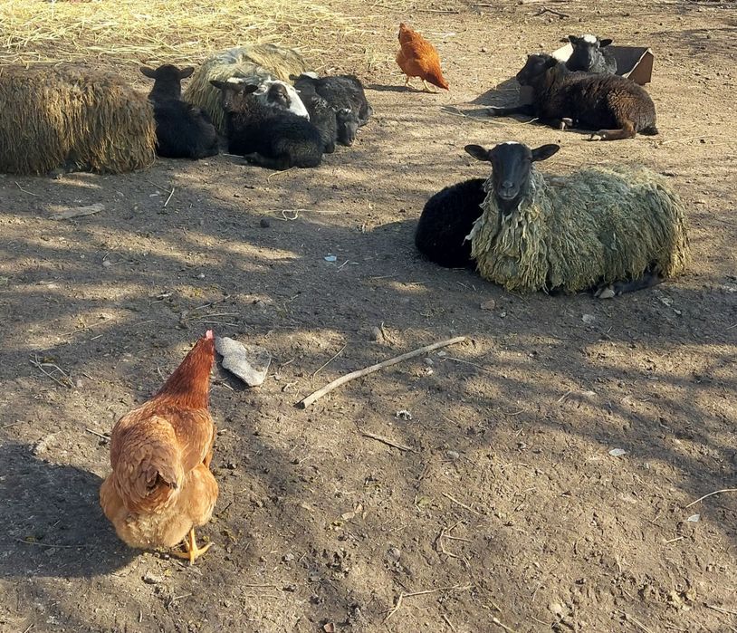 Продаю овци романовськи