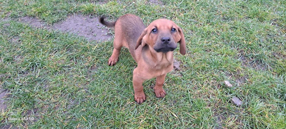 Oddam szczeniaki za darmo  posokowiec bawarski mix