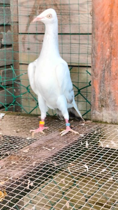 Gołębie srebniaki perlowe