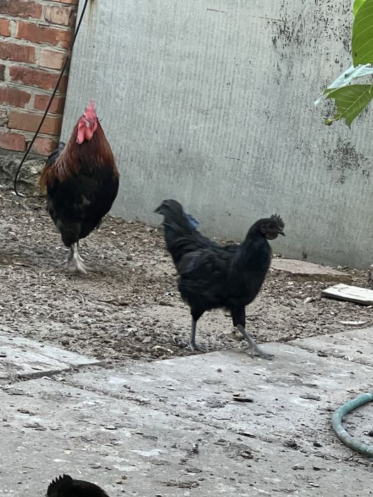 Петухи ухеилюя(подростки)