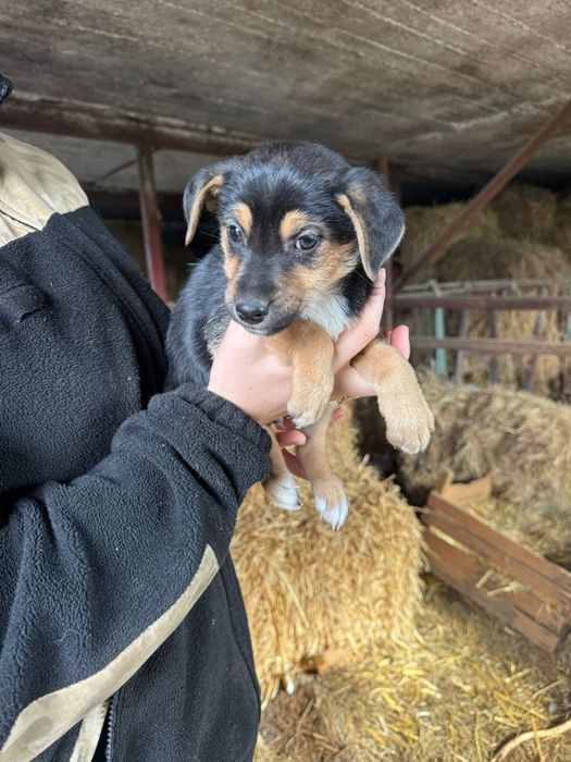 Oddam szczeniaki w dobre ręce (pieski)