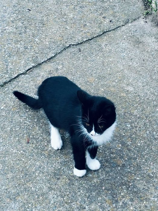 Котик (мальчик) ищет дом