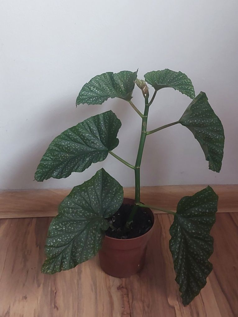 Begonia kwiat doniczkowy zielony Kwiat