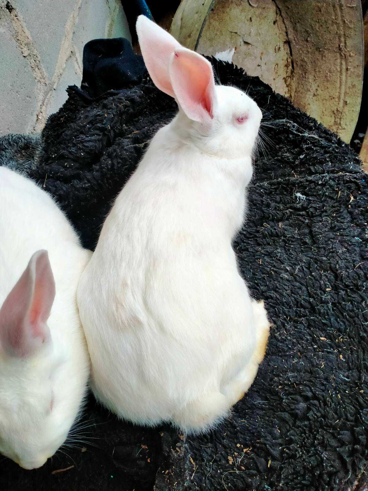 Самки кроликов породы белый паннон