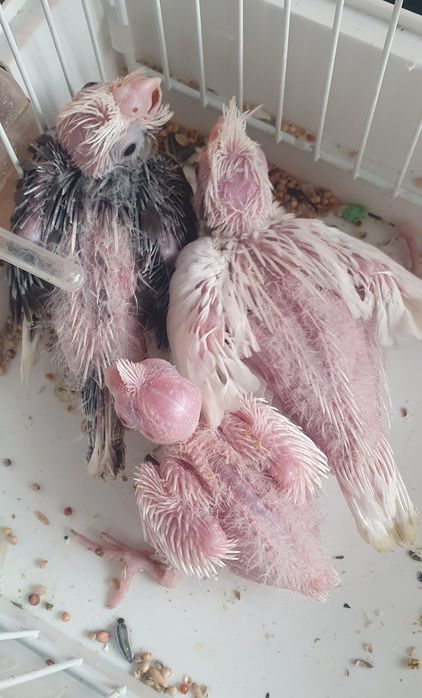 Caturras criadas à não