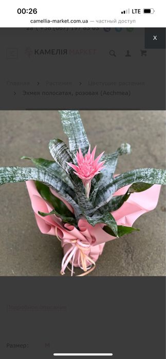 Продам  комнатные цветы