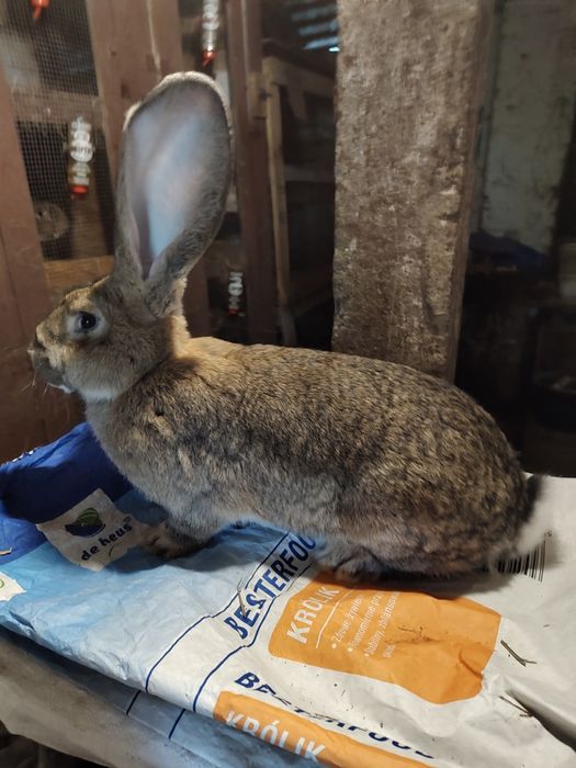 Olbrzym belgijski szary