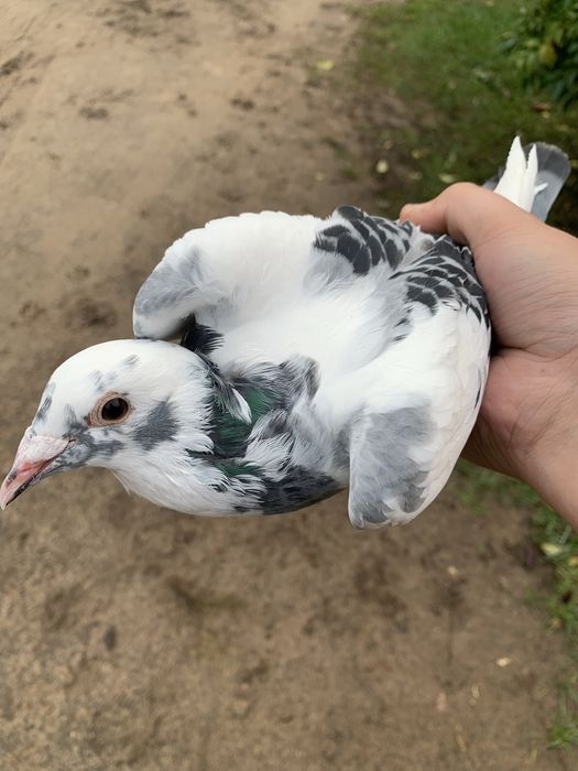 Gołębie pocztowe młode i stare