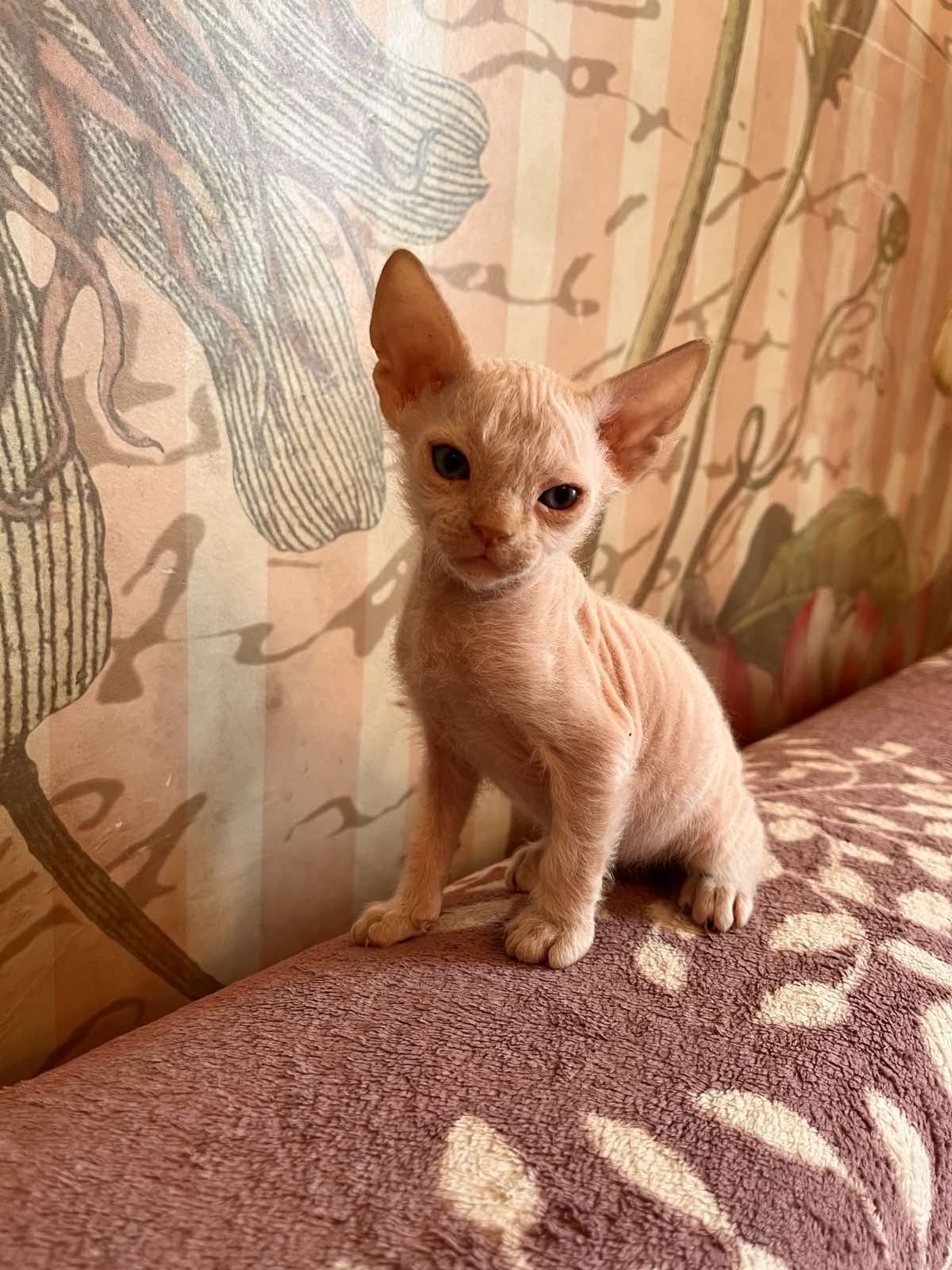 Котята Девон Рекс