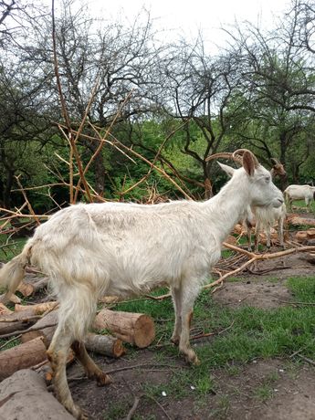 Продам козу зааненської породи