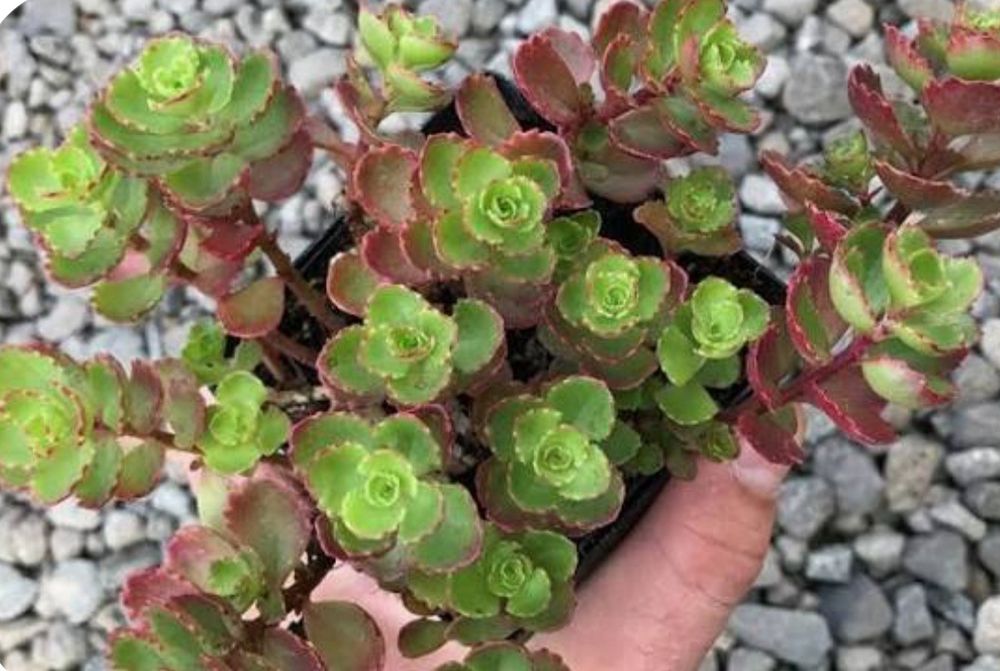 Кипарисовый молочай,очиток седум, садовая гвоздика.