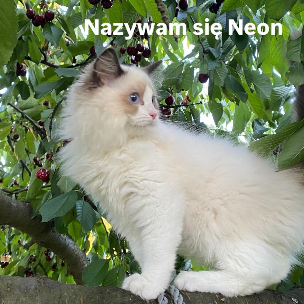 Ragdoll kot kocur FPL  gotowy do przeprowadzki