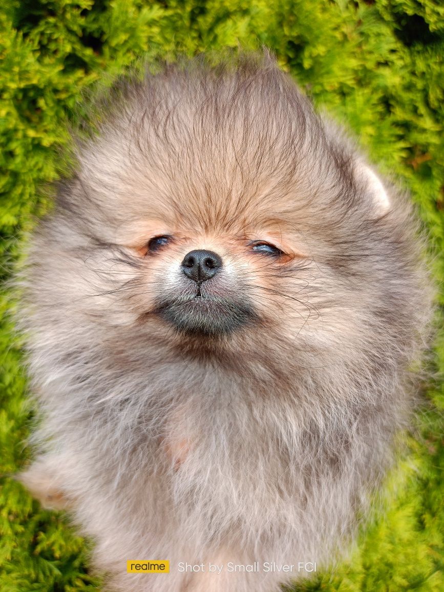 Szpic miniaturowy pomeranian