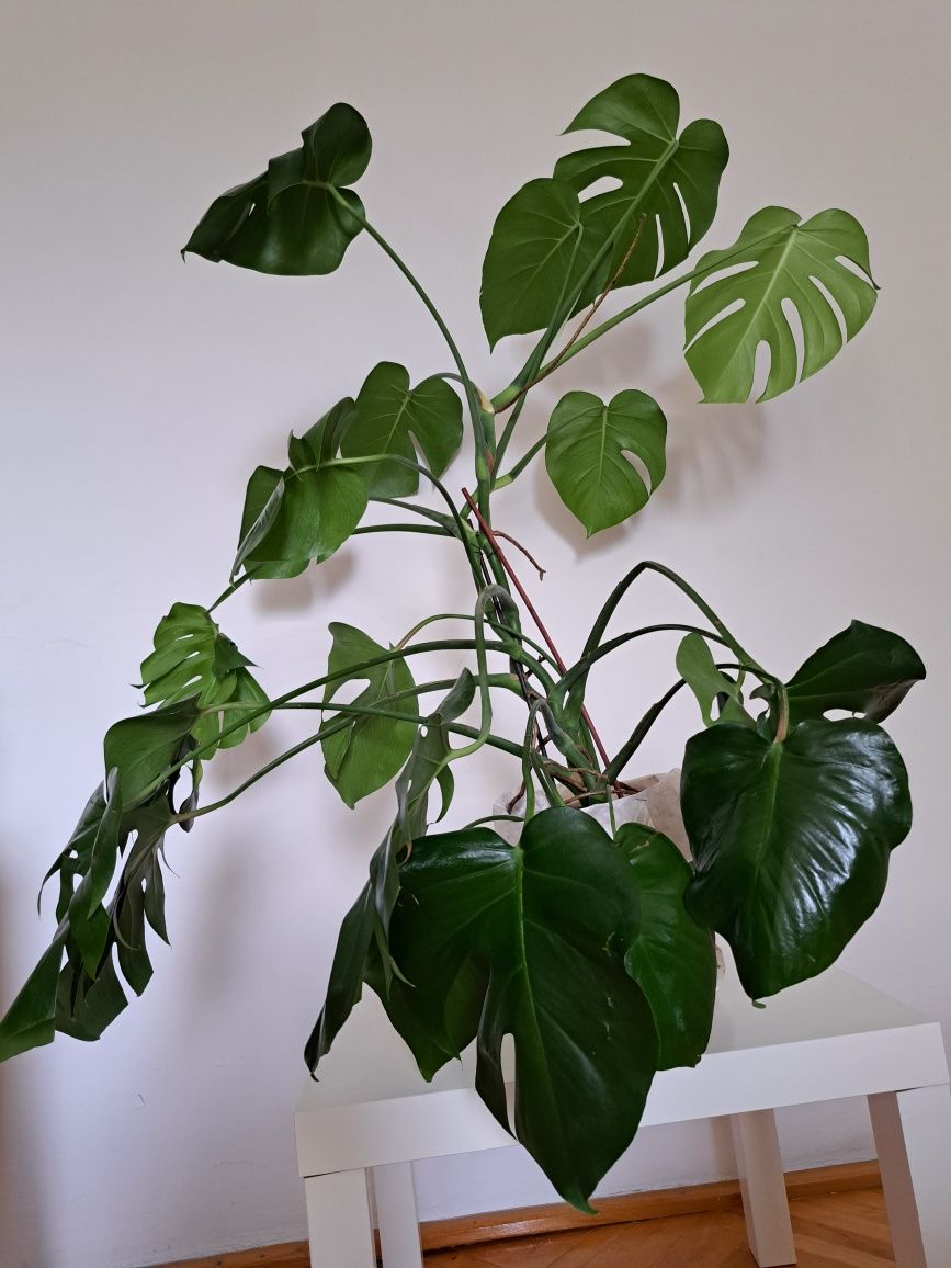 Monstera dziurawa - roślina