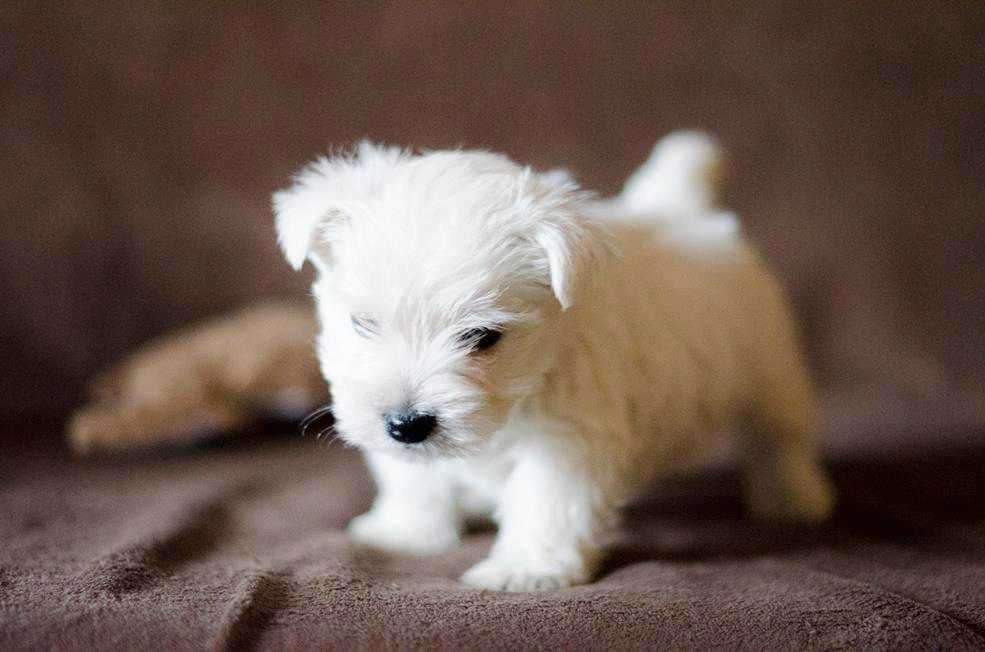 West Hihland White Terrier piesek