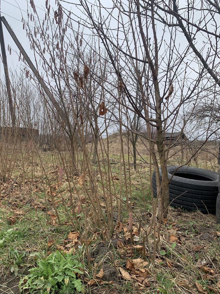 Продам саджанець фундуку (Сорт Варшавські)