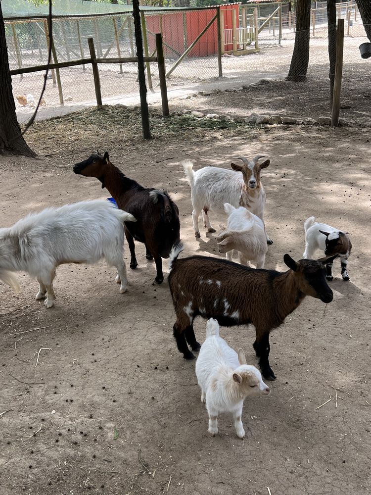 Cabras anãs muito meigas