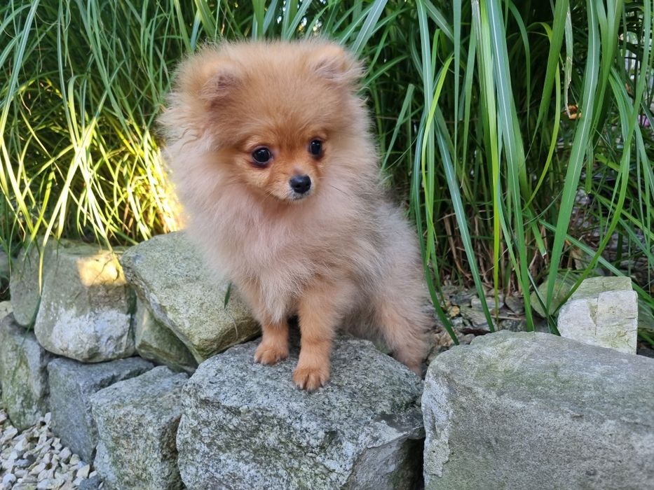 MICRO XXS  pomeranian BILLY, szpic miniaturowy Micro piesek, cudowny