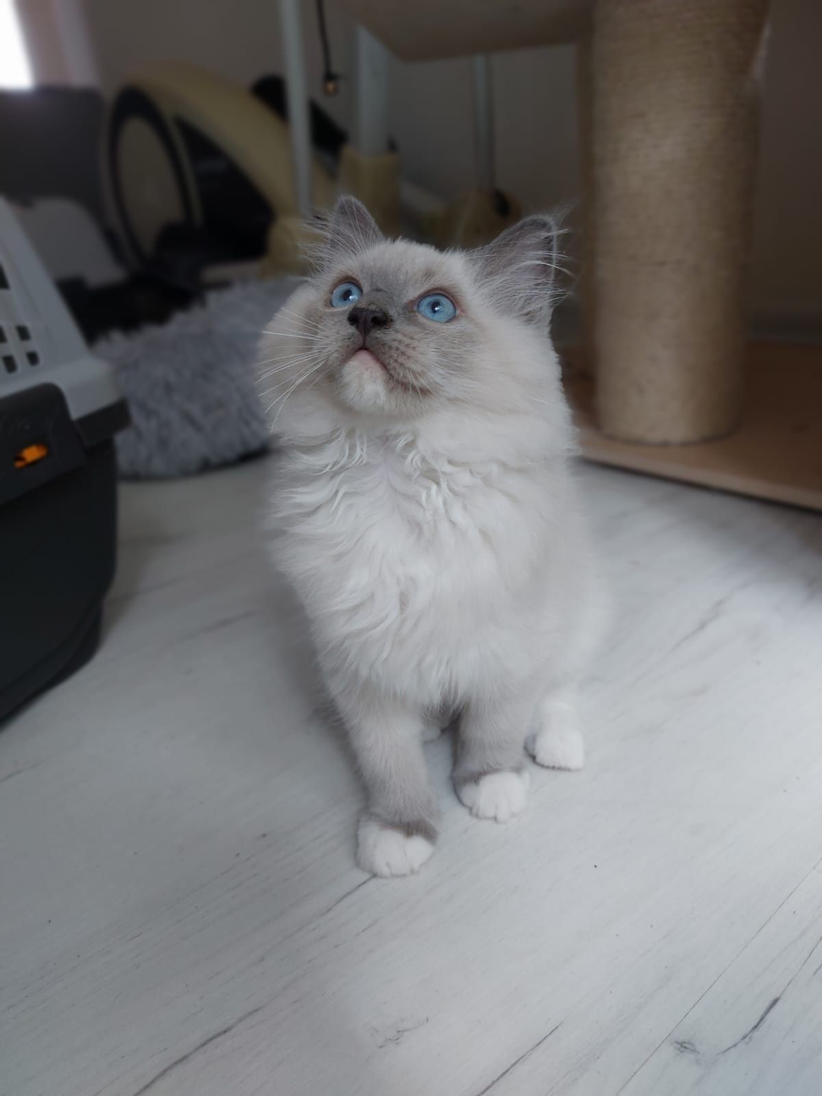 Ragdoll Kocurek gotowy do odbioru