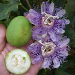 mrozoodporna Męczennica cielista (Passiflora incarnata) do -23 C