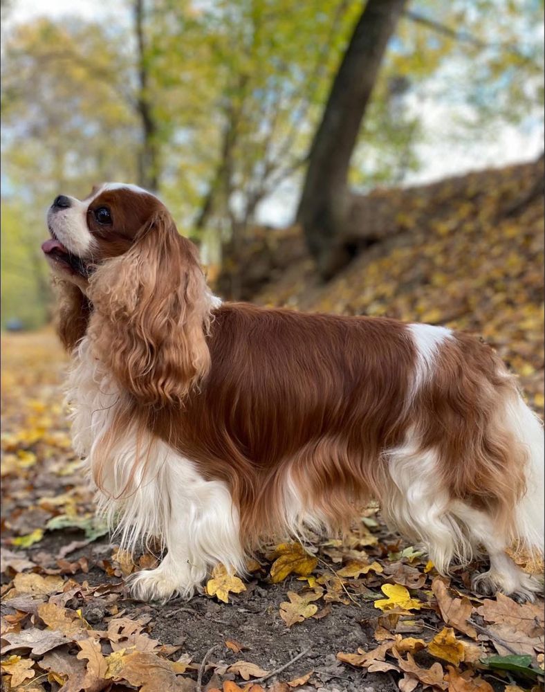 Chłopiec Cavalier King Charles Spaniel