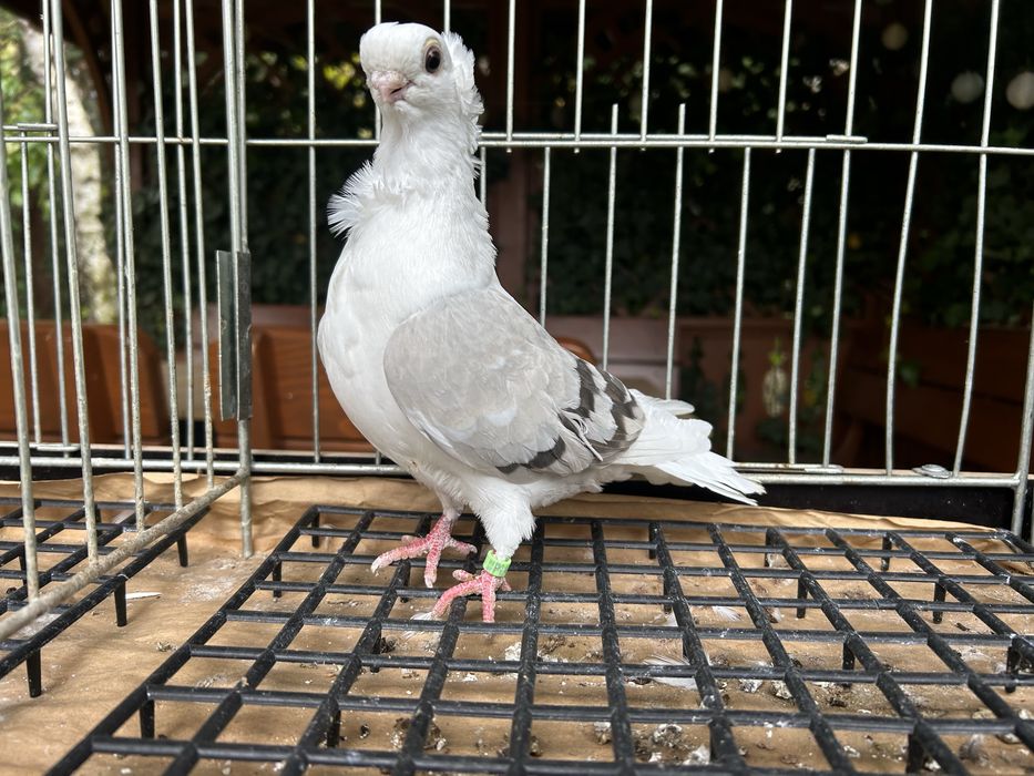 Gołębie ozdobne. Mewka polska samiczka 2025r