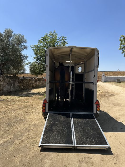 Transporte de cavalos