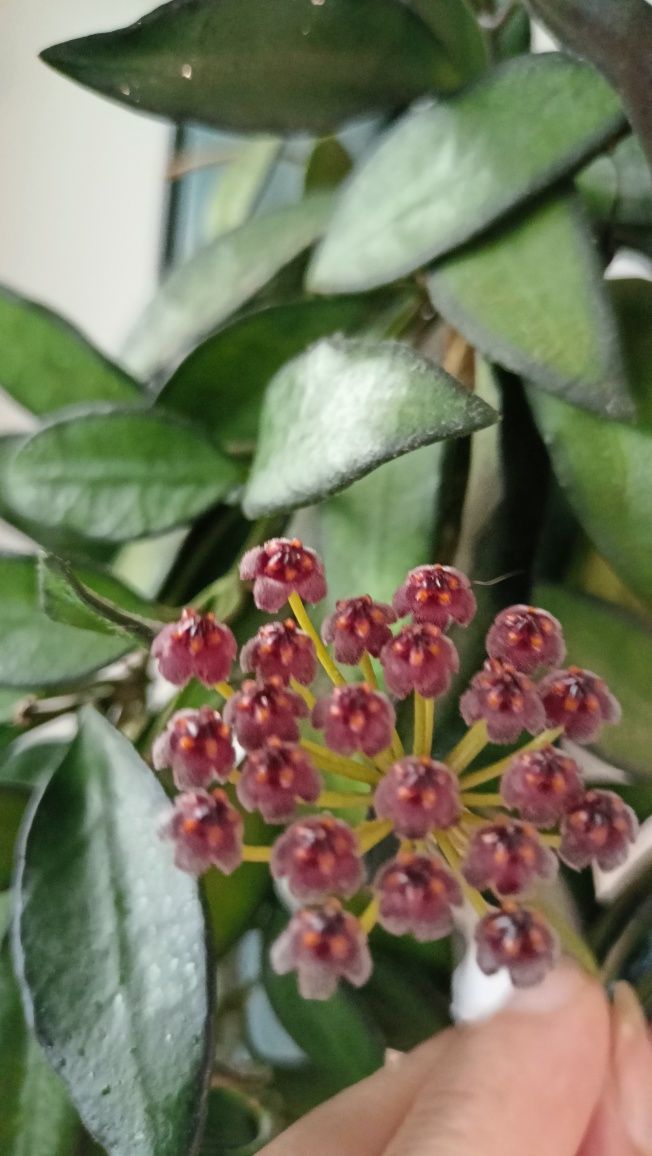 Hoya Rosita 1 sadzonka