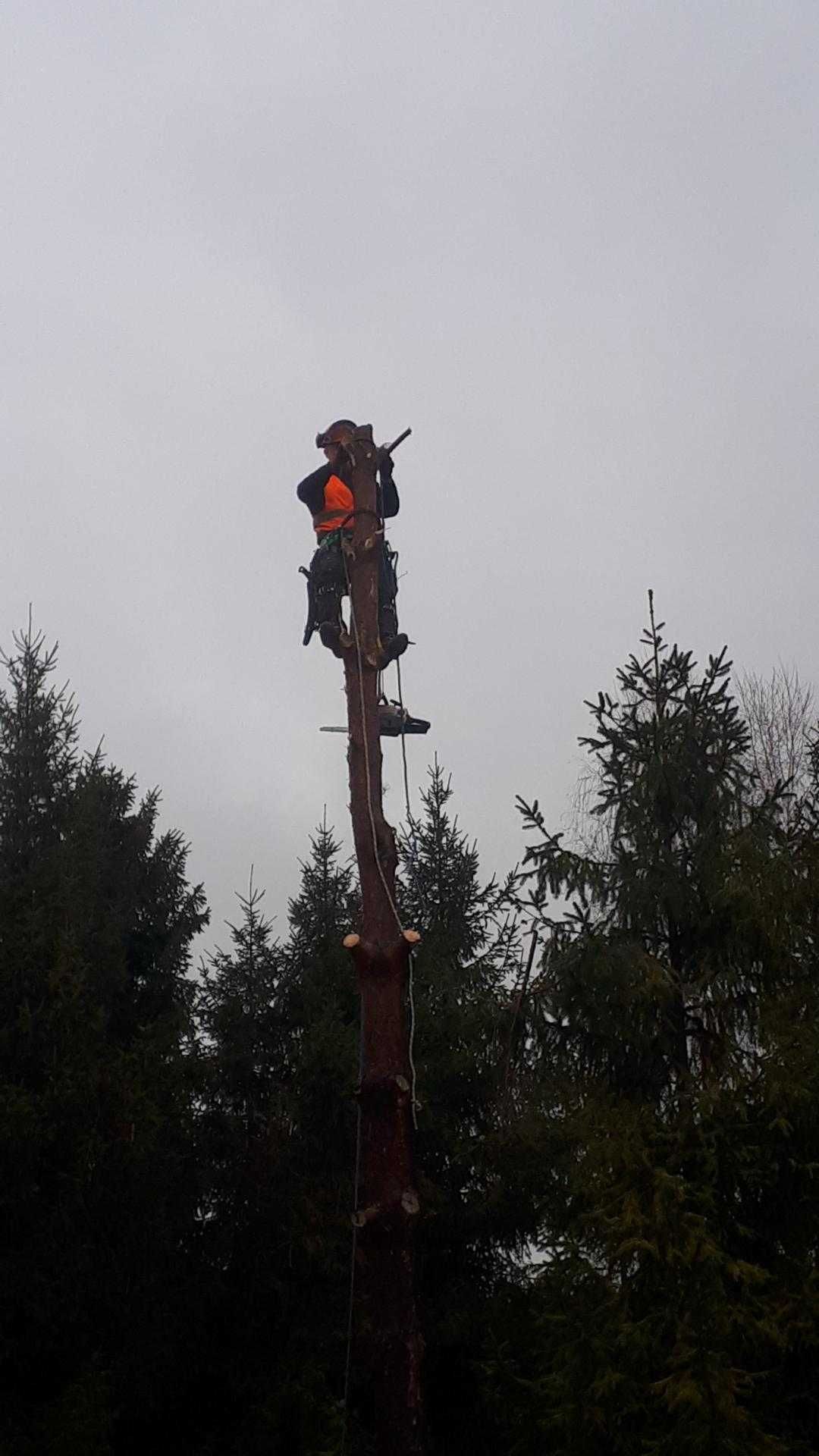 Wycinka drzew, sprzątanie działek, pielęgnacja ogrodów, alpinistyka