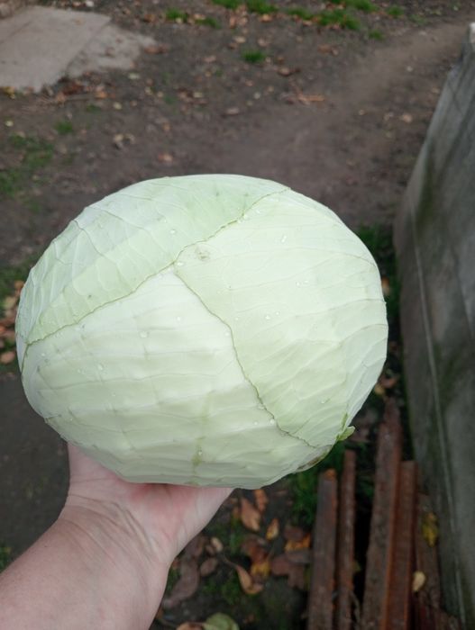 Продається капуста агресор