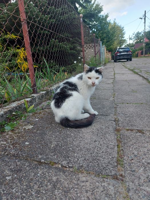 Chodniczek - 8 letni kocurek któremu umarł właściciel szuka domu... :(