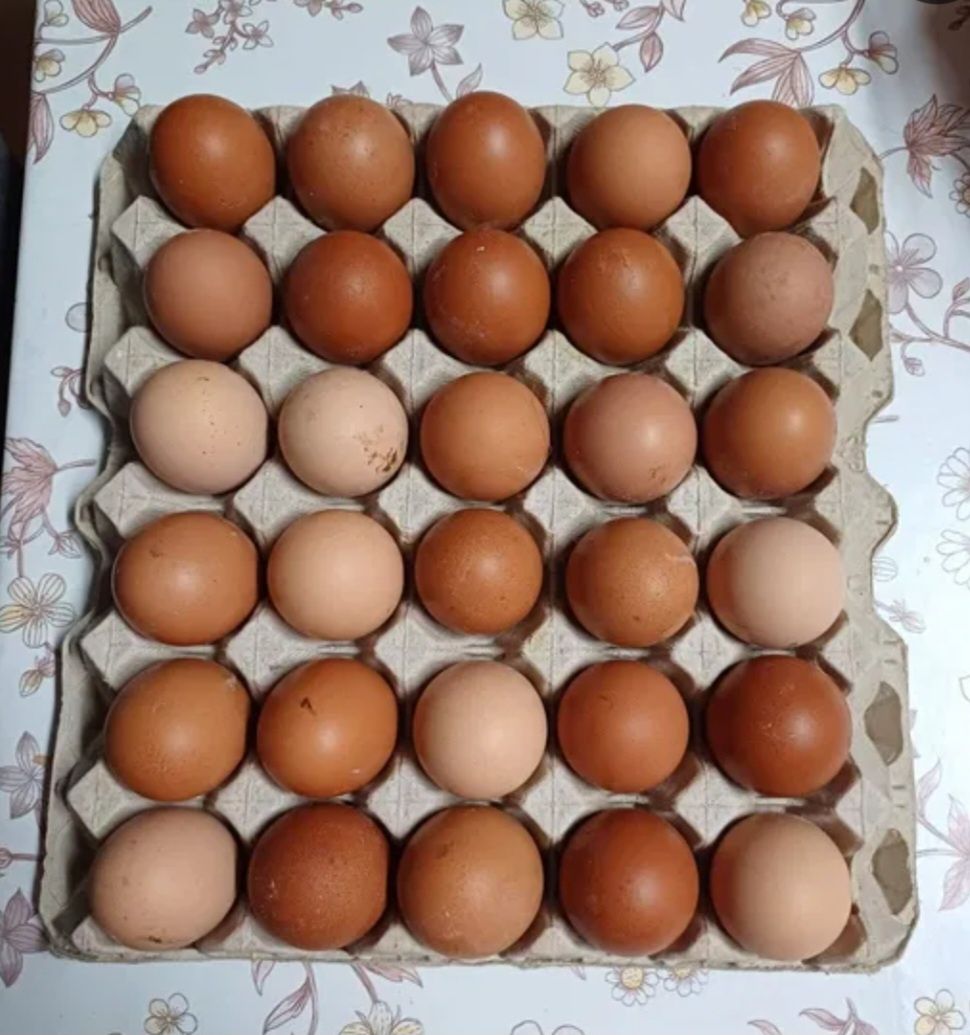 Vendo ovos caseiros