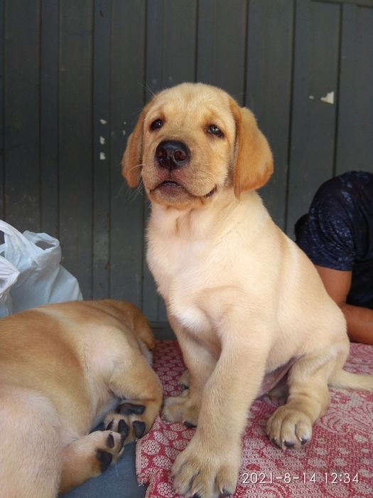 Вязка лабрадора. Кобель