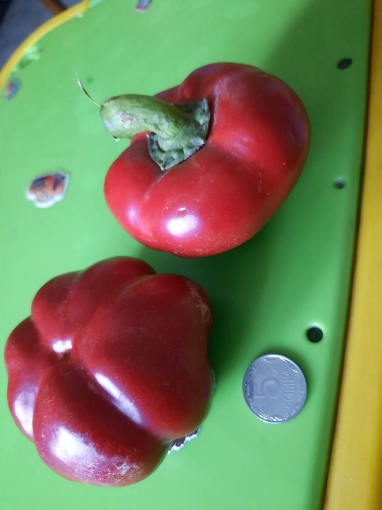 Семена Гогошар
