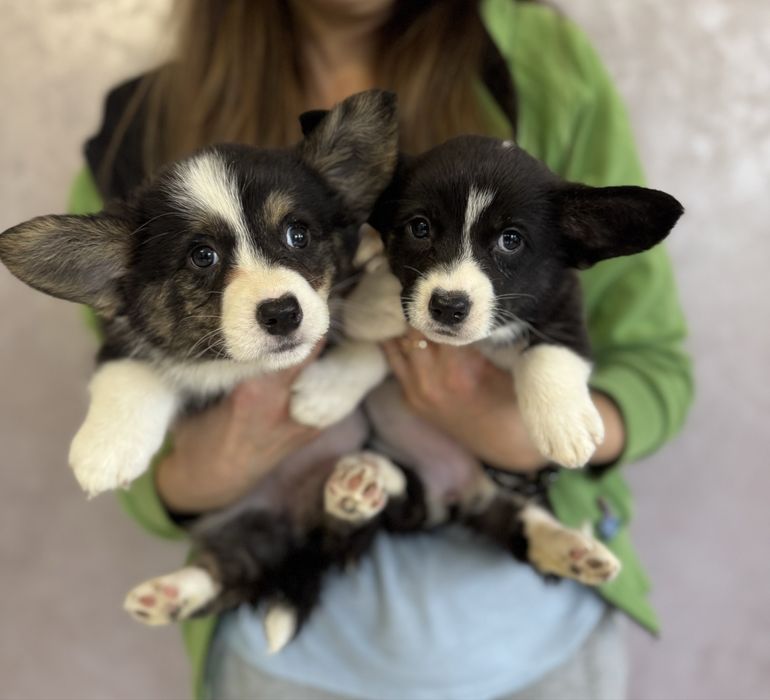 Коргі кардиган триколол найкращого розведення