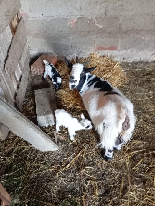 Cabras Micro-Anãs Bebés