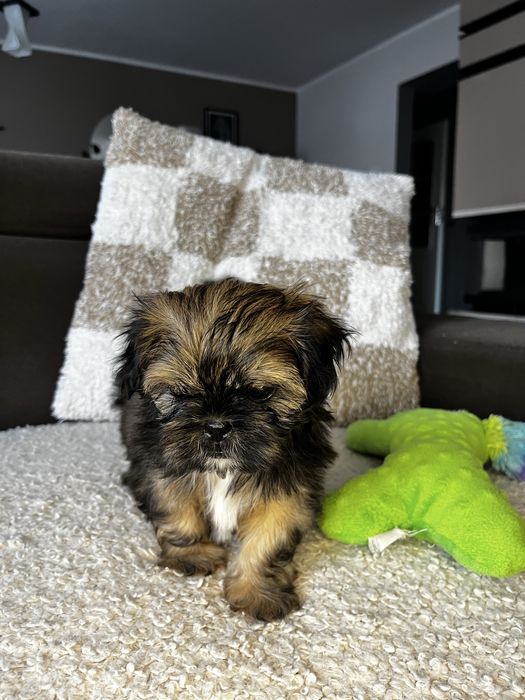 Piękny Piesek Shih Tzu Gotowy Do Odbioru