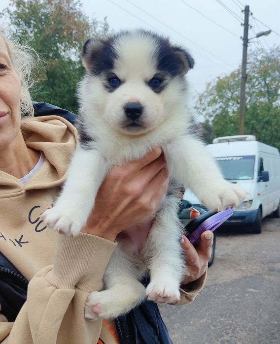 Колір - бомба! Одна в Україні