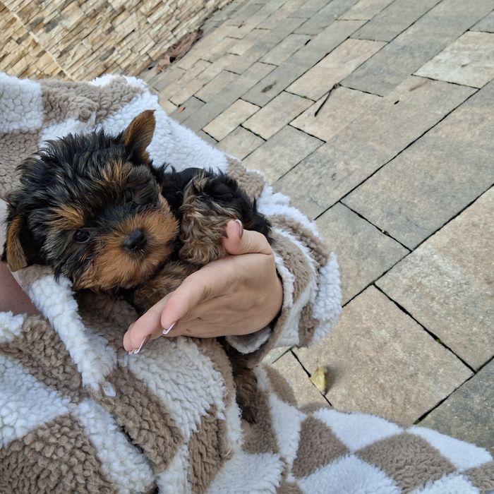 York terrier pies mini