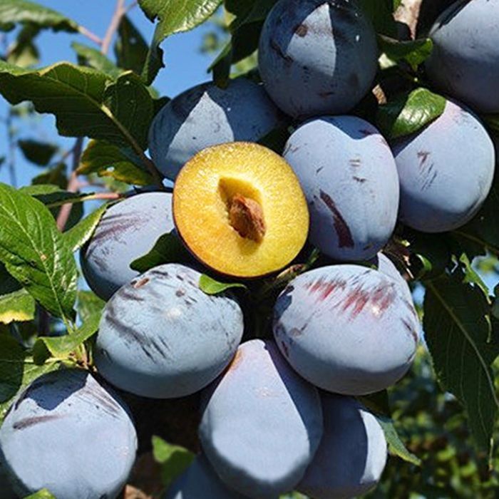 Саджанці сливи ОПТ–Роздріб / Саженцы сливы ОПТ–Розница