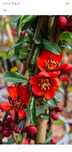 Pigwowiec pośredni Crimson and Gold