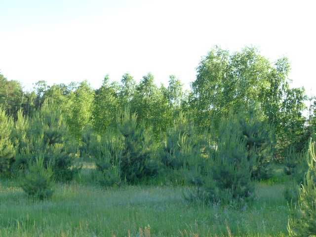 Działka leśna 2100m 9 km od centrum Pabianic