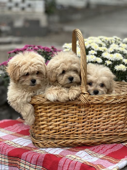 Щенки мальтипу девочка